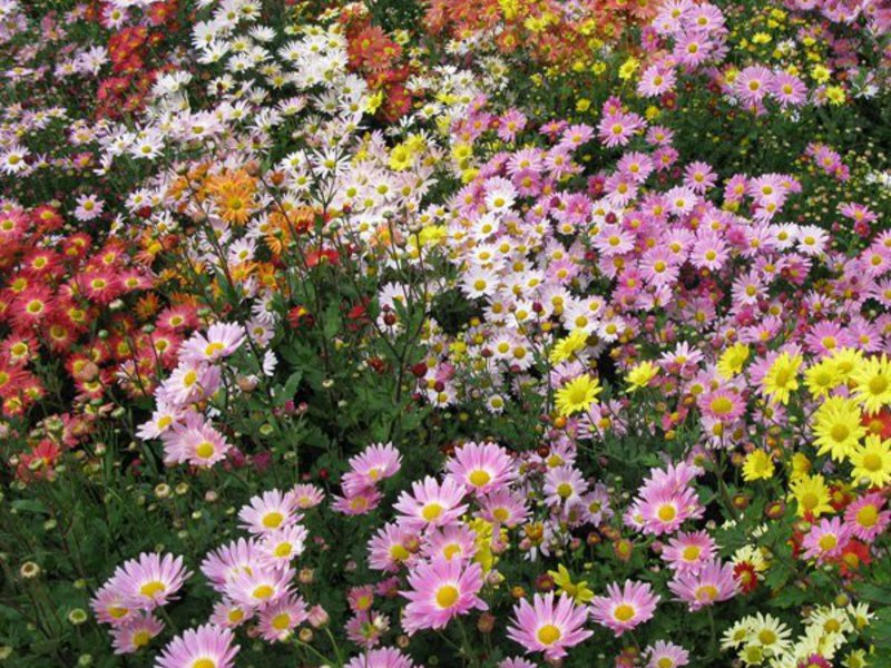 Pink-purple chrysanthemums