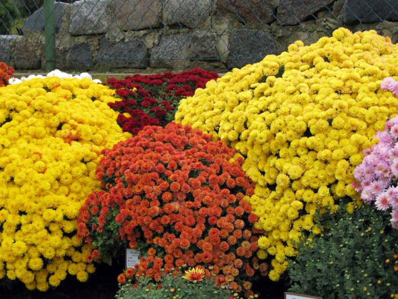 Ang hitsura ng bulaklak ng Chrysanthemum