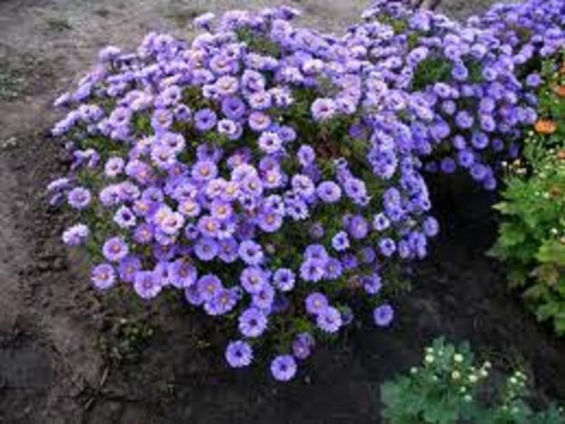 Chrysanthème de jardin