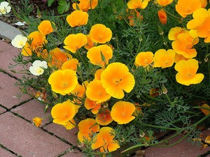 Eschsolzia: เติบโตในเม็ดพีท