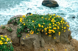 Come piantare correttamente un'escholzia