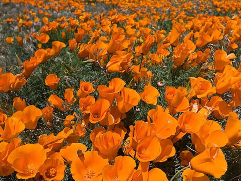 Plantar y cuidar escholzia