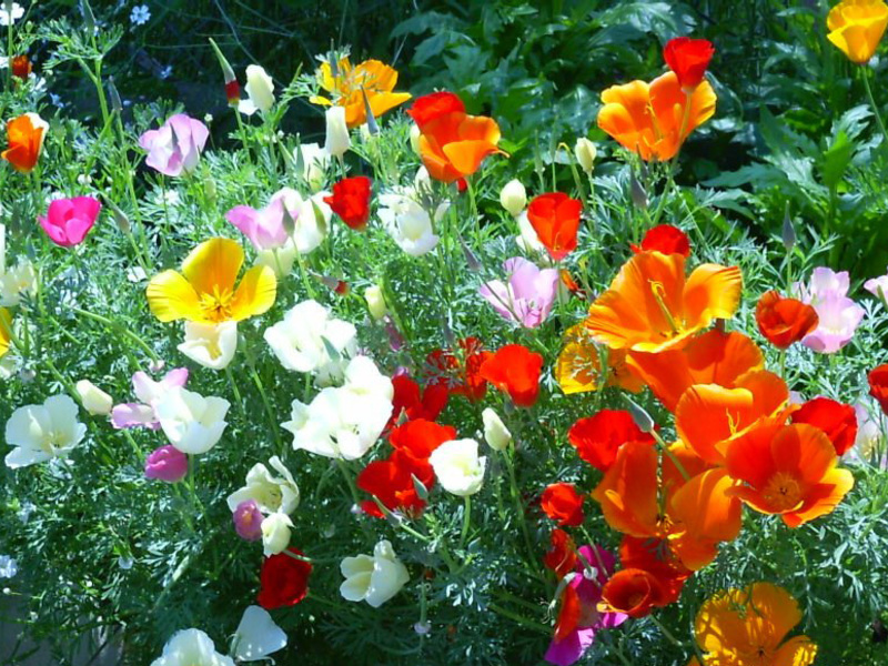 Hvordan Escholzia blomstrer