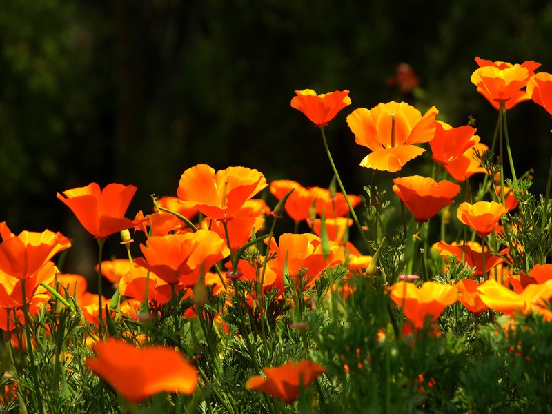 Cara menanam escholzia