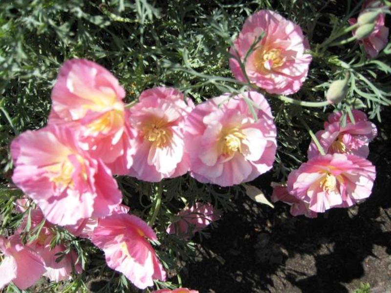 ดอกไม้สดใสของ Escholzia