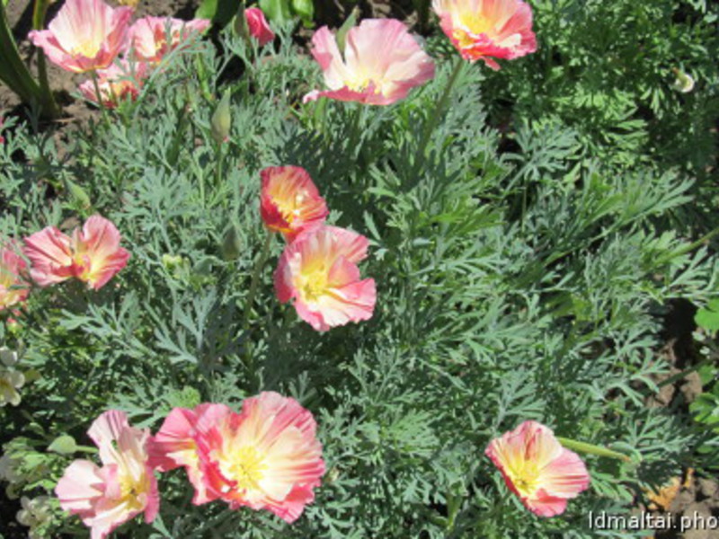 Comment planter une escholzia