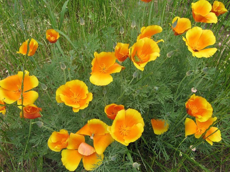 Variedades de flor Escholzia