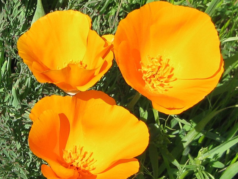 Escholzia em flor