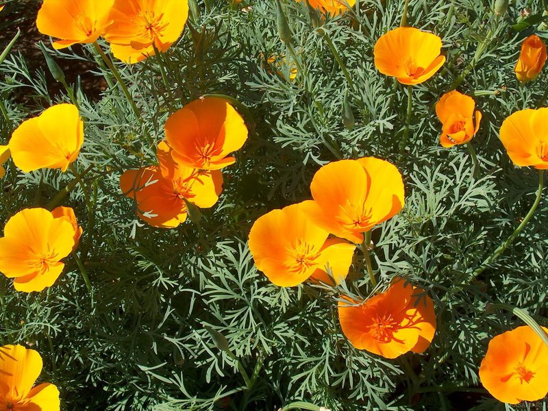 Llavors d’escholzia