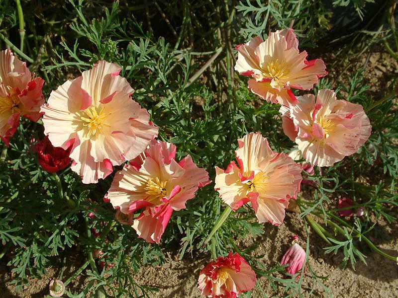 Escholzia utseende