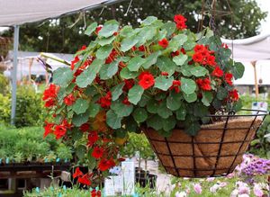 Penerangan mengenai bunga nasturtium