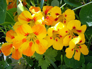 Características de la capuchina pequeña.