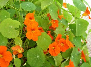 A nagy nasturtium tulajdonságai