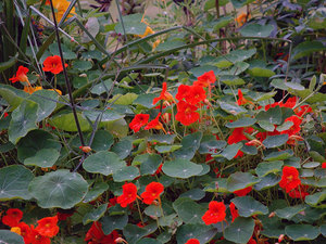 Descrierea scutului nasturtium