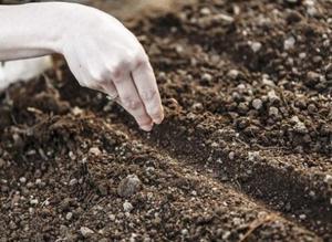 Dates i regles de plantació de llavors de caprici a terra oberta