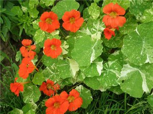 Listahan ng mga peste at sakit ng nasturtium at mga pamamaraan ng pagkontrol