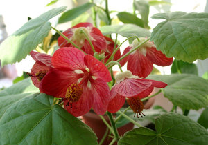 คำอธิบายดอกไม้ Abutilon