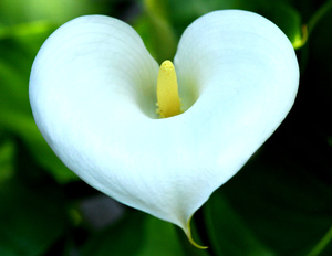 Significado da flor de Calla