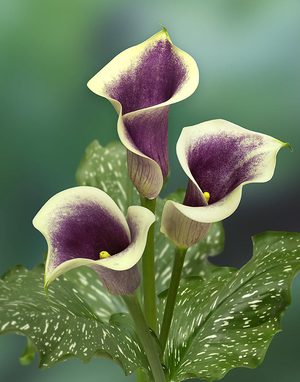 Calla flower hakkında