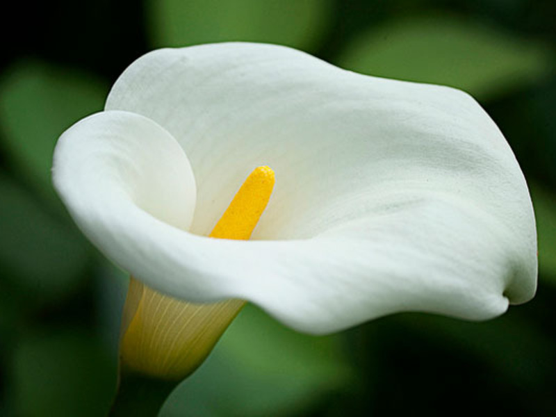 Come prendersi cura dei fiori di calla