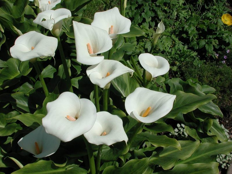 Calla blanca