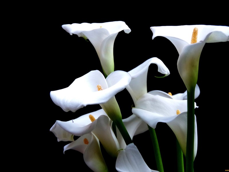 Πώς να δημιουργήσετε συνθήκες για calla lilies