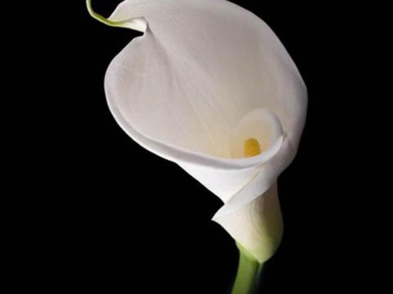 Λευκό calla