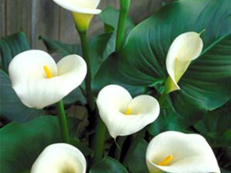 Graciös calla blomma