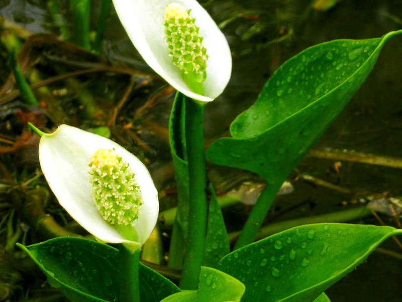 Calla κρίνοι