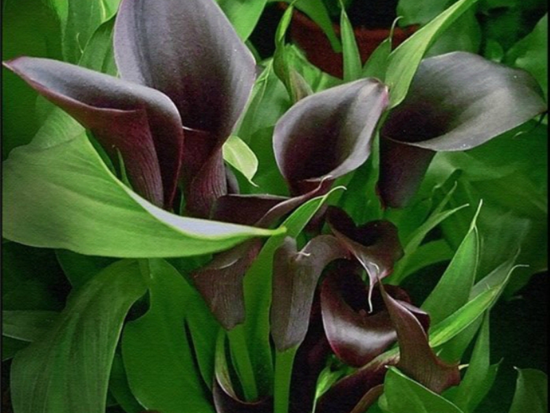 Πώς να φροντίζετε τα άνθη calla