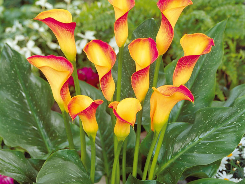 Blomstrende calla