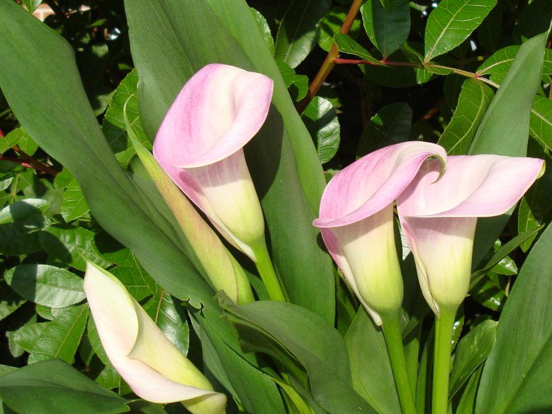 Soiuri de flori Calla