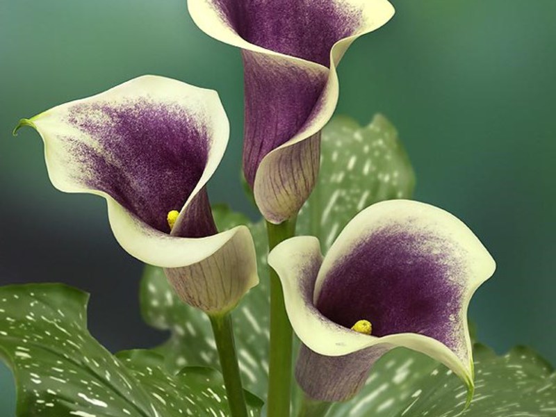 Cómo cultivar una flor de cala