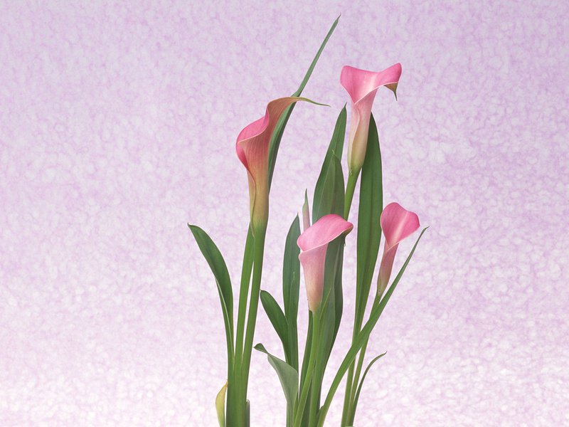 Cosa può significare il fiore di calla