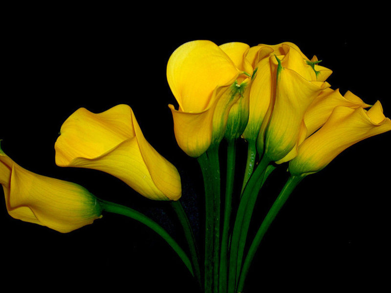 Calla blommor