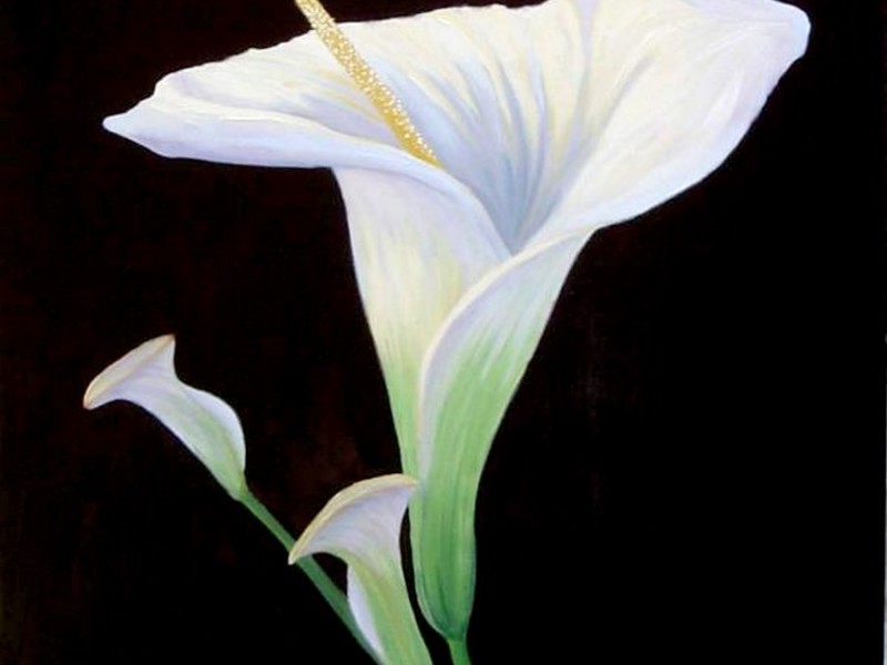 Calla maalaus