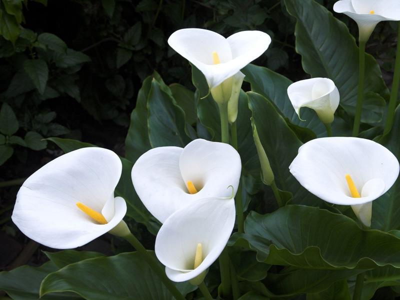 Calla blomma betydelse