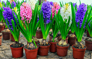 Hyacinth forcing bulbs