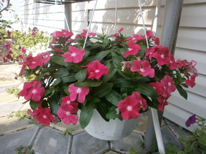 Semeando sementes de catharanthus