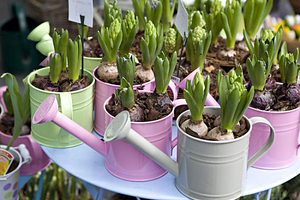 Interior decoration with hyacinths