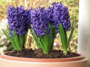 Bedårende vårblomstring - hyasint