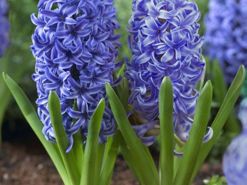 Forcer les ampoules Hyacinthes