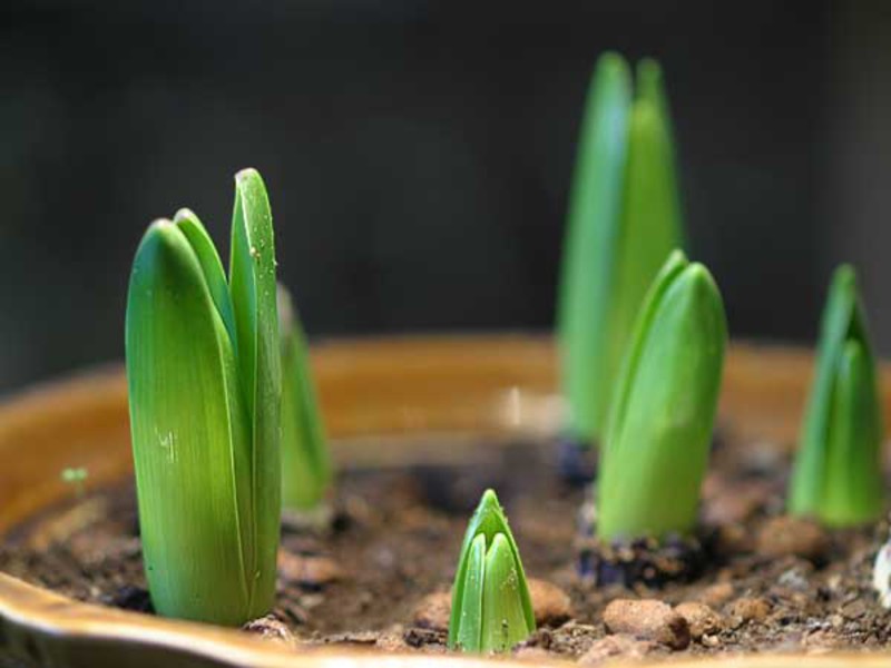 Pravidlá starostlivosti o hyacinty