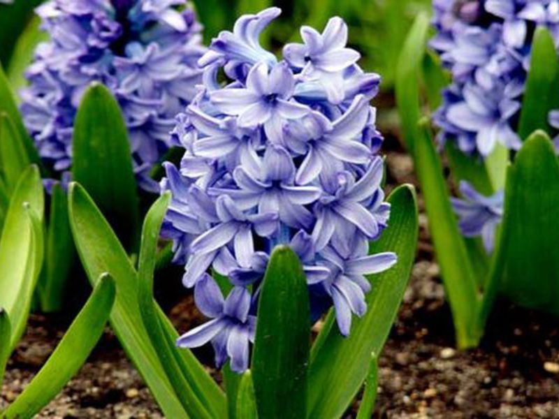 Rastúce hyacinty