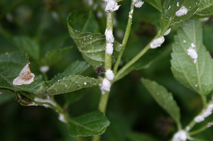 Mealybug a les plantes d'interior