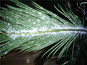 Mealybug a leveleken