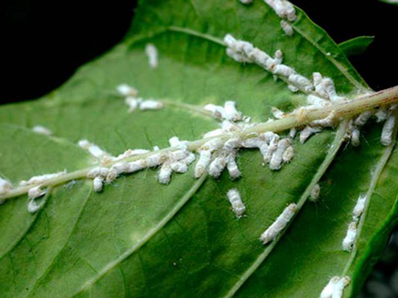 Mealybug kontroll