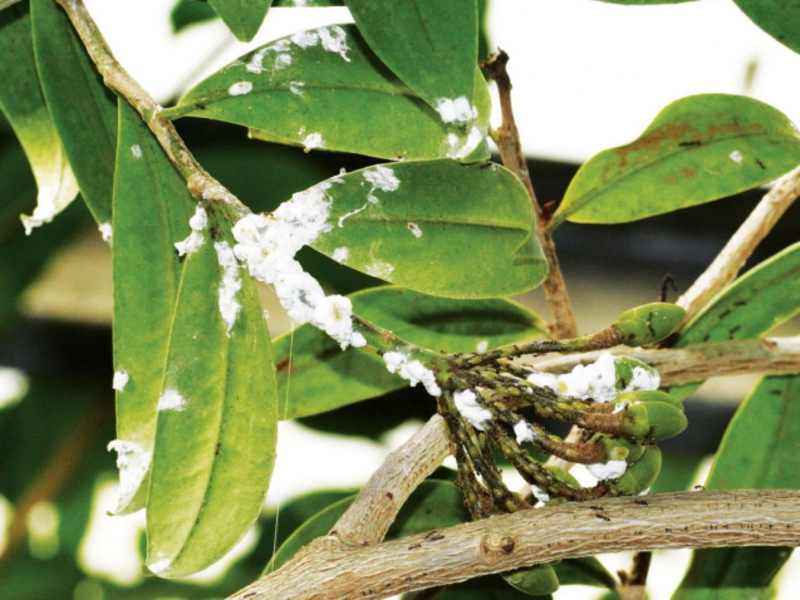 Enfermedades y plagas de plantas de interior.