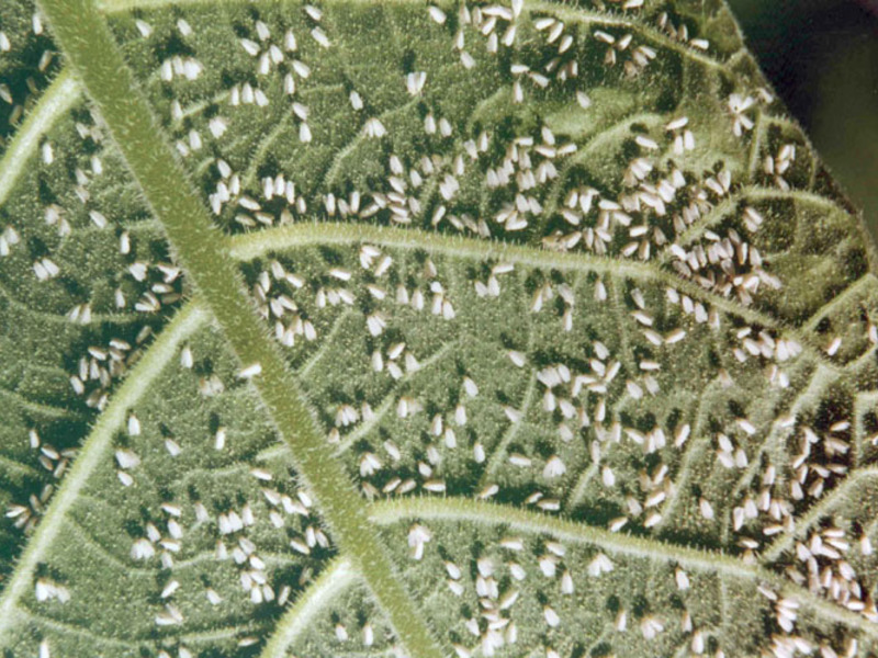 Kontrola Mealybug