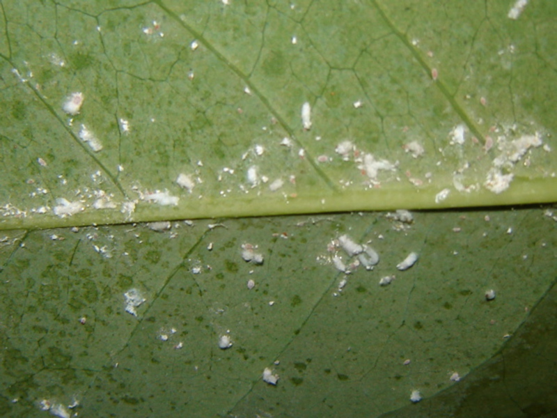 El gusano hembra en el dorso de la hoja.